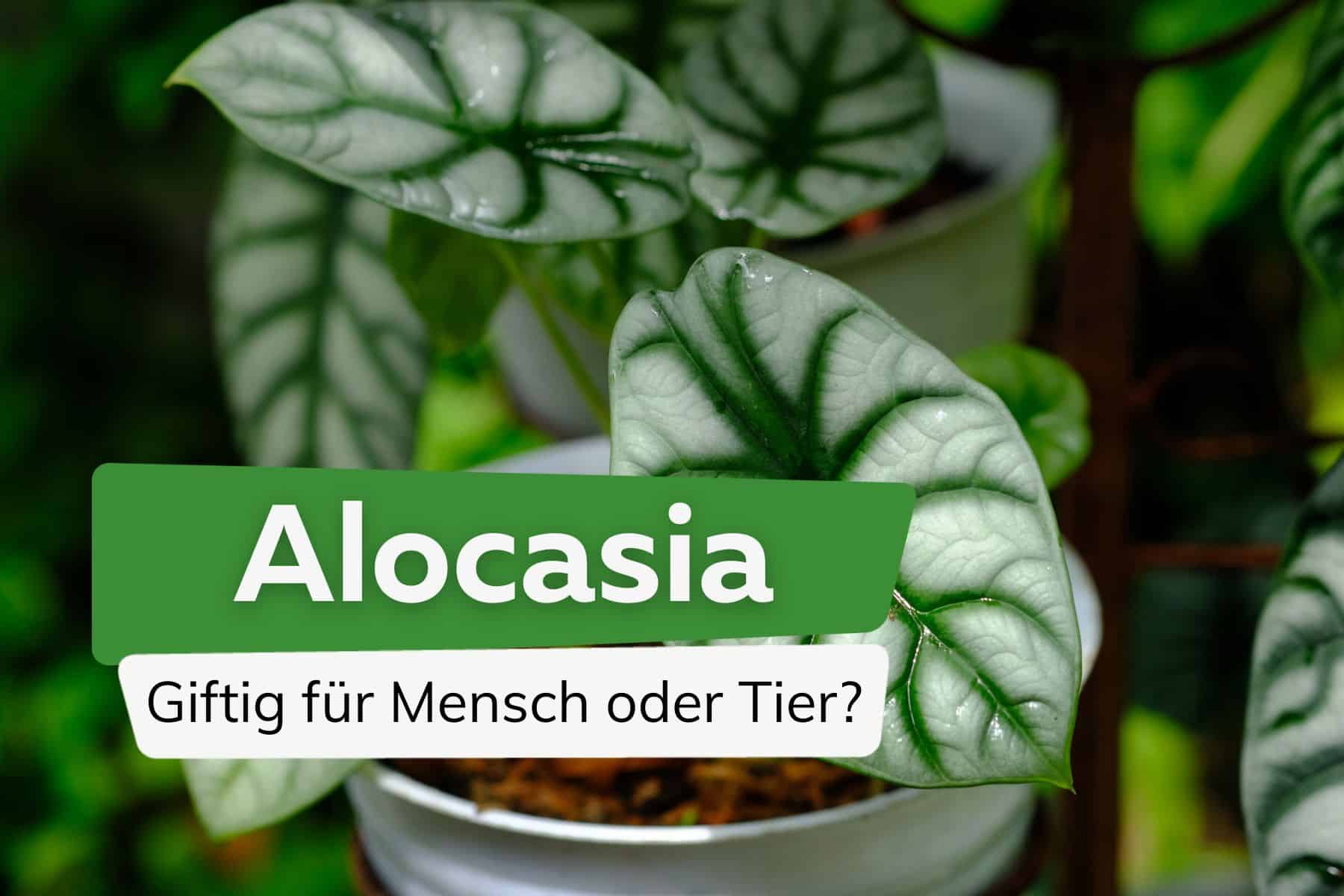 Alocasia: giftig für Mensch oder Tier?