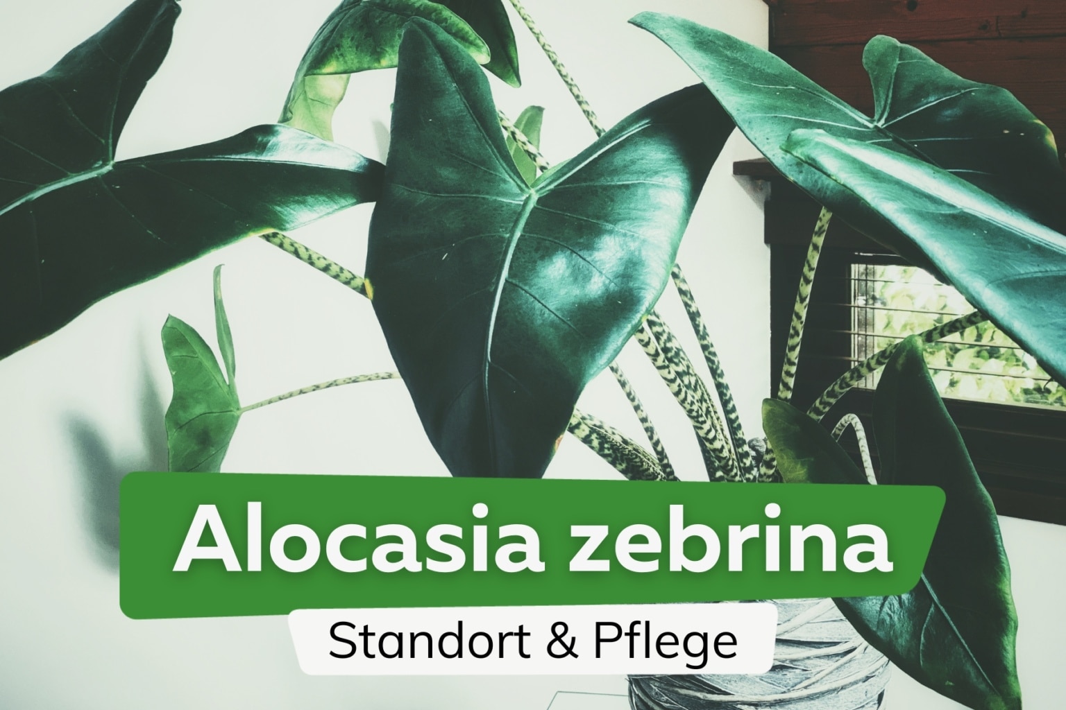Alocasia zebrina Standort & Pflege