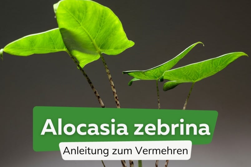 Alocasia zebrina vermehren | So klappt's