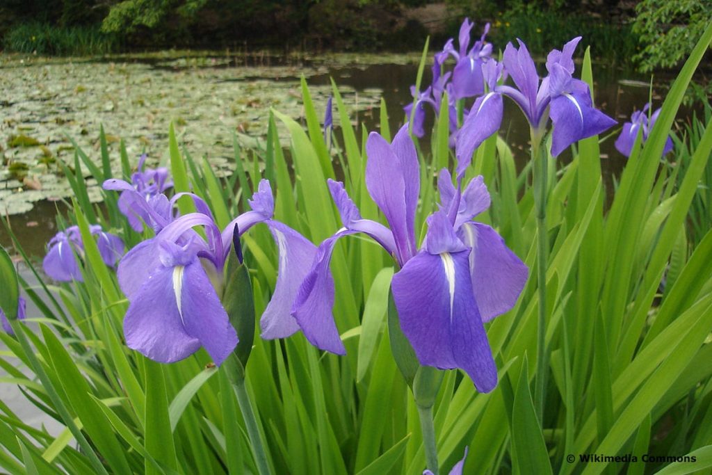 Asiatische Sumpfschwertlilie (Iris laevigata)