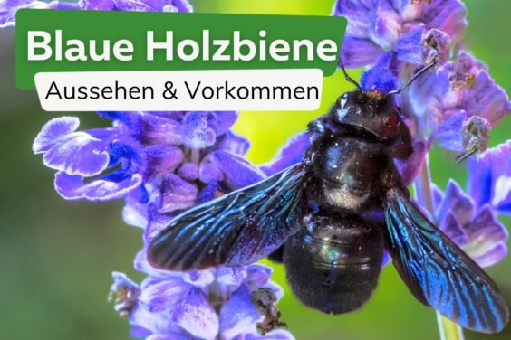 Blaue Holzbiene melden? Aussehen & Vorkommen