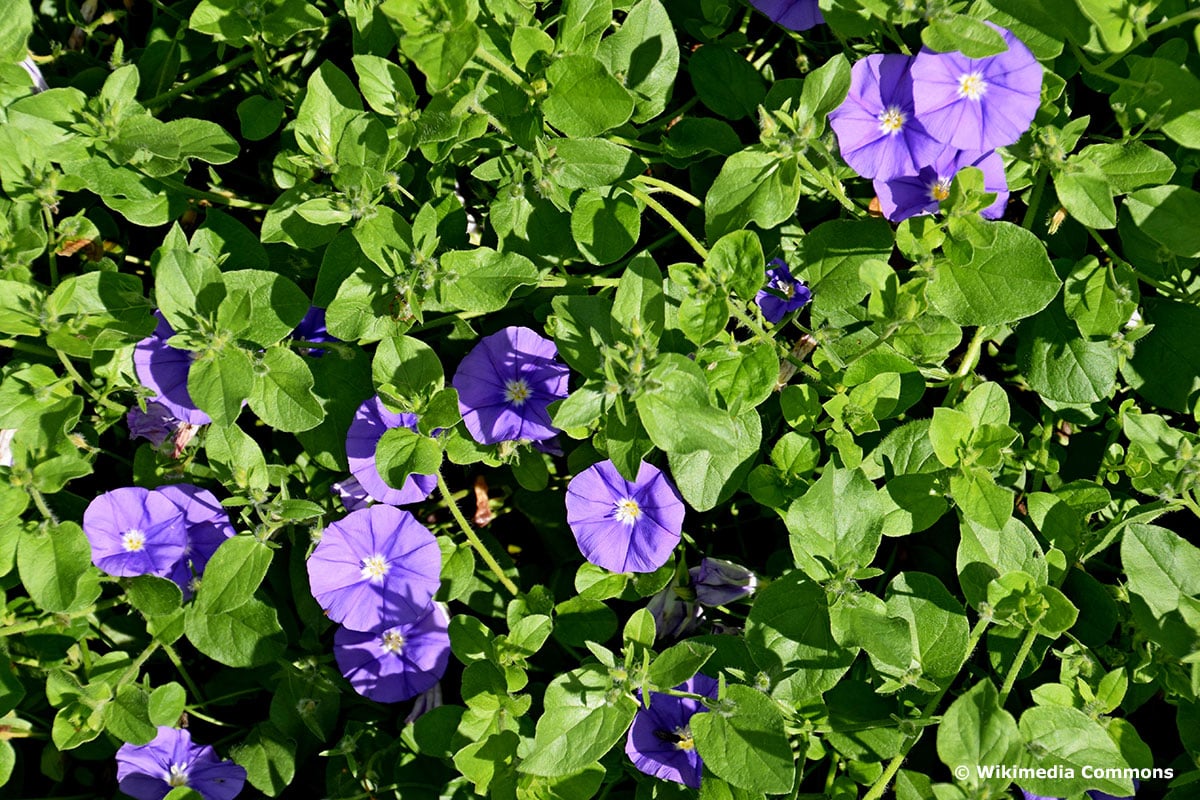 Pflanze für Blumenampel: Blaue Mauritius (Convolvulus sabatius)