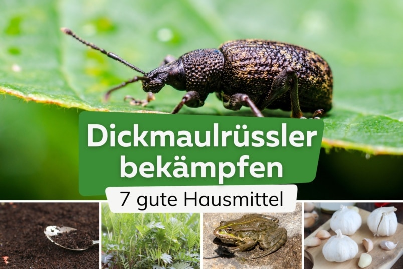 7 Hausmittel gegen Dickmaulrüssler | Kaffeesatz & Co