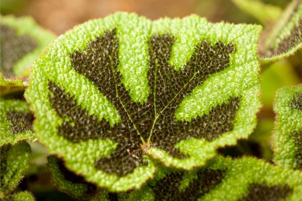 Eisernes Kreuz-Begonie (Begonia masoniana)