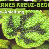 Eisernes Kreuz-Begonie (Begonia masoniana)