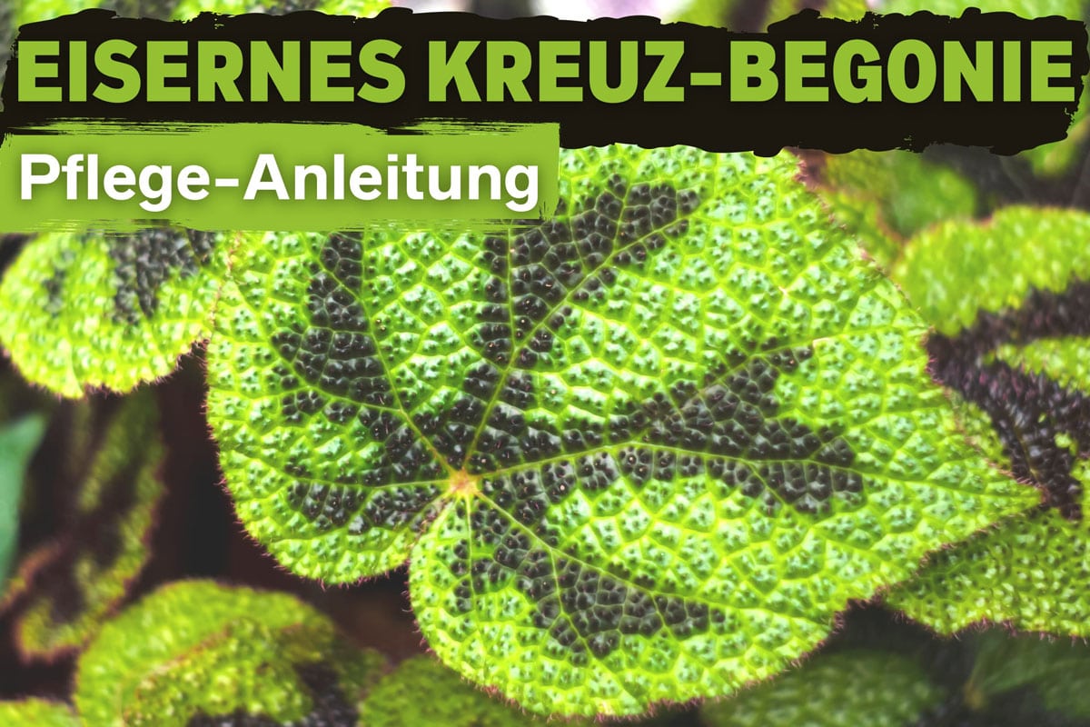 Eisernes Kreuz-Begonie (Begonia masoniana)