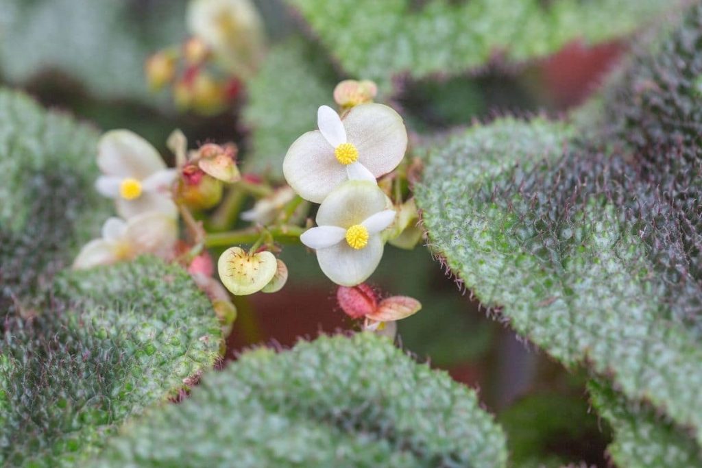 Blüte der Eisernes Kreuz-Begonie