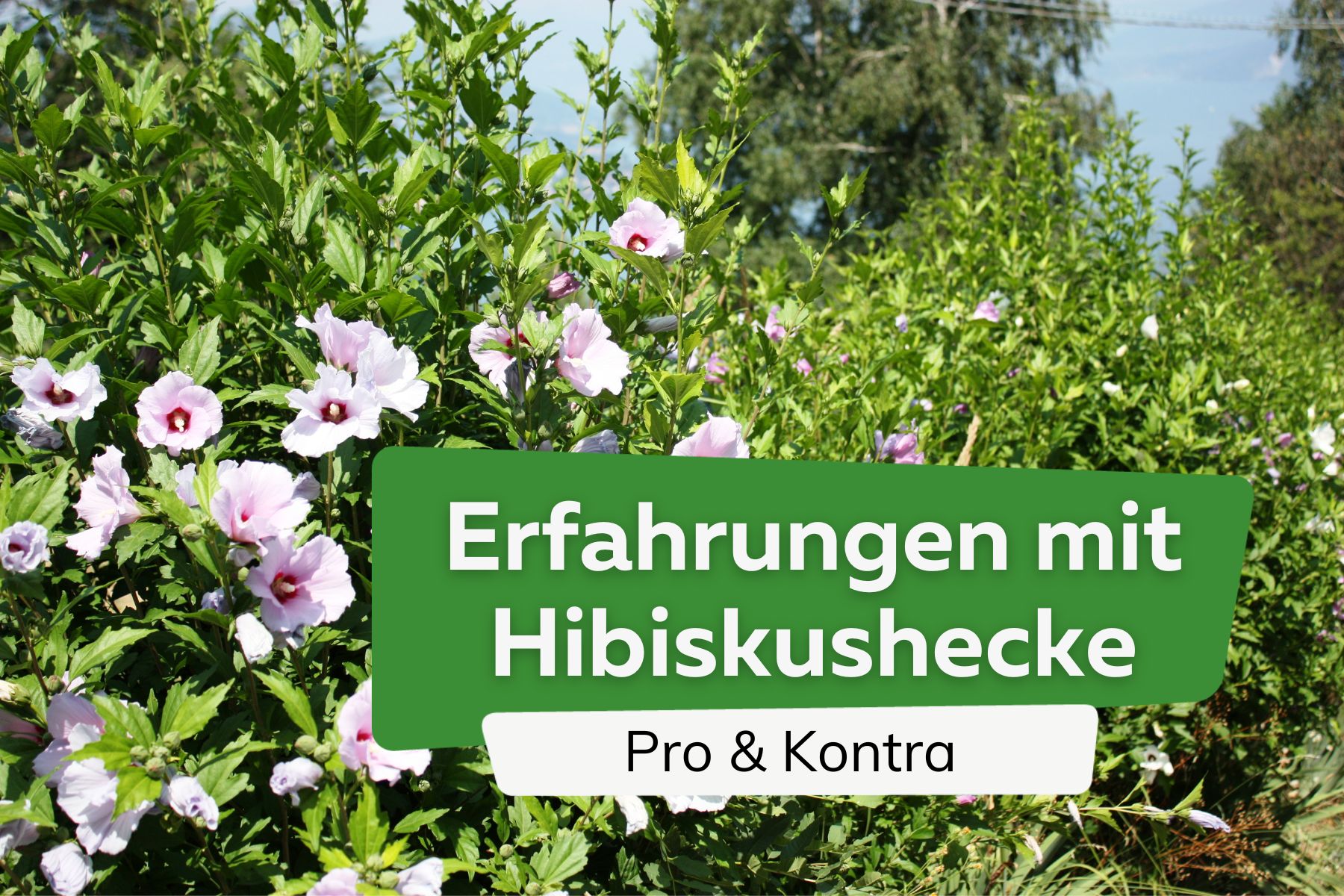 Erfahrungen mit Hibiskushecke: Pro & Kontra