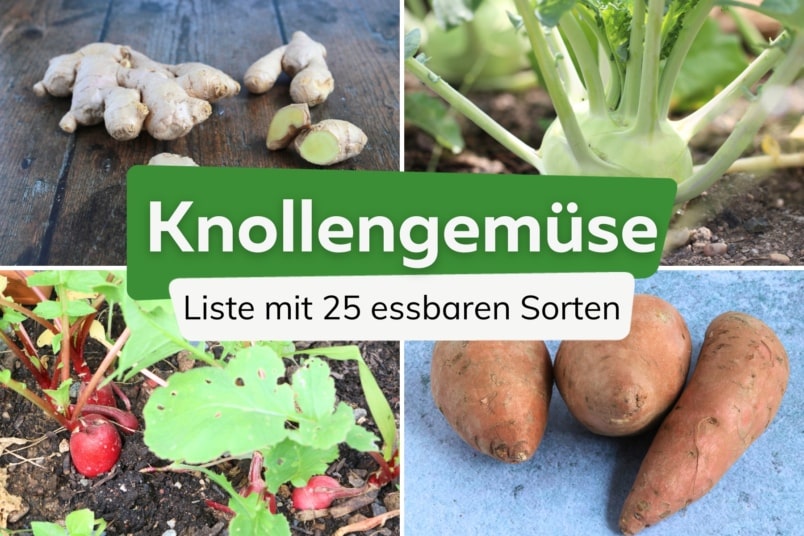 Knollengemüse: 25 essbare & heimische Sorten | Liste