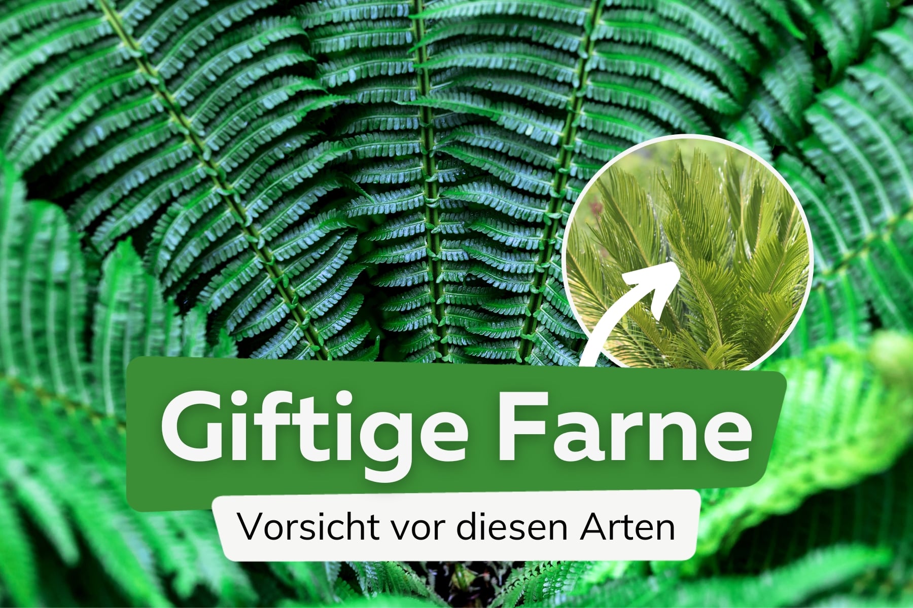 Achtung: diese 3 Farne sind giftig