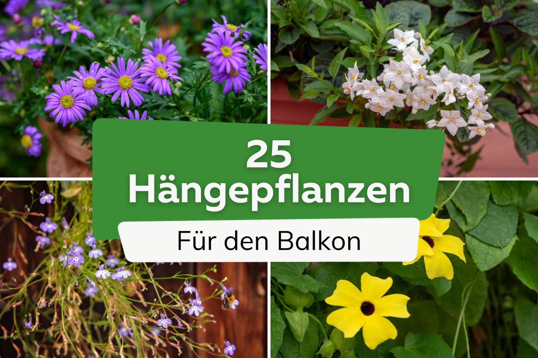 Hängepflanzen für den Balkon: 25 Balkonpflanzen