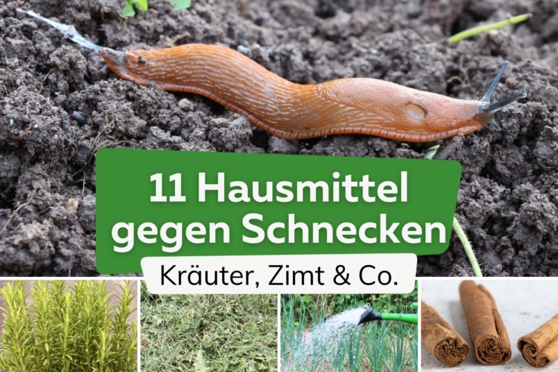 11 schnelle Hausmittel gegen Schnecken im Garten