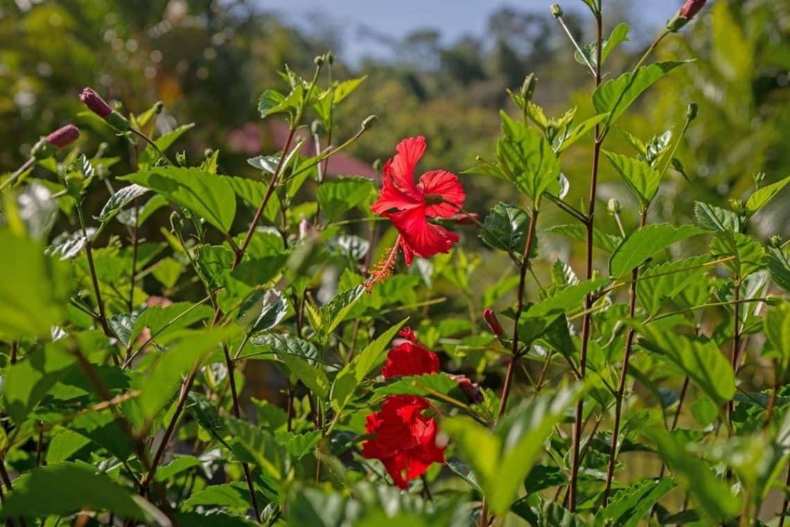 Hibiskushecke