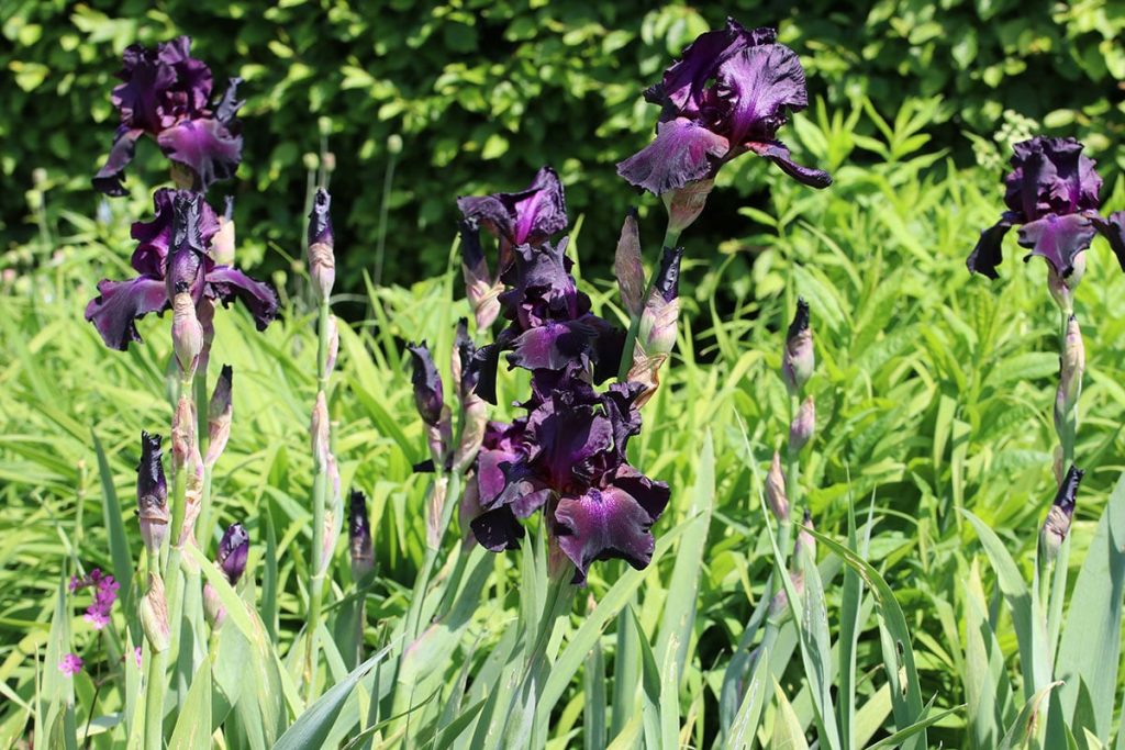 Hohe Bartiris (Iris x barbata elatior)