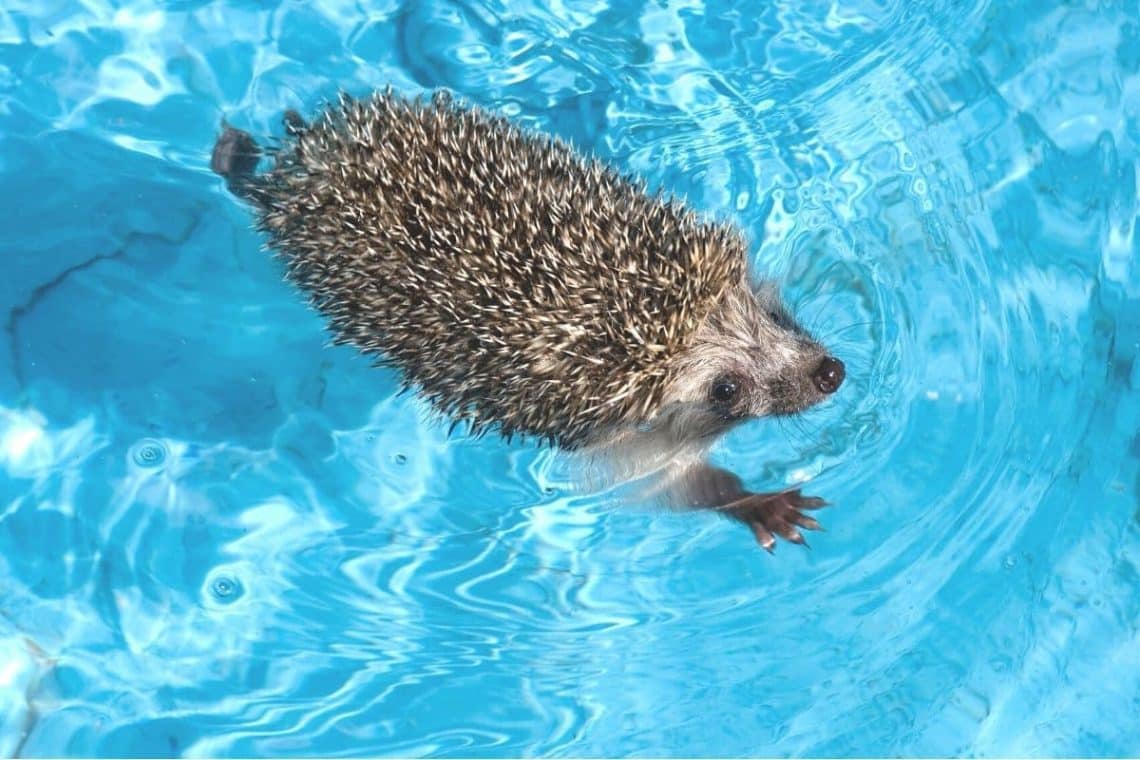 Igel schwimmt in Pool