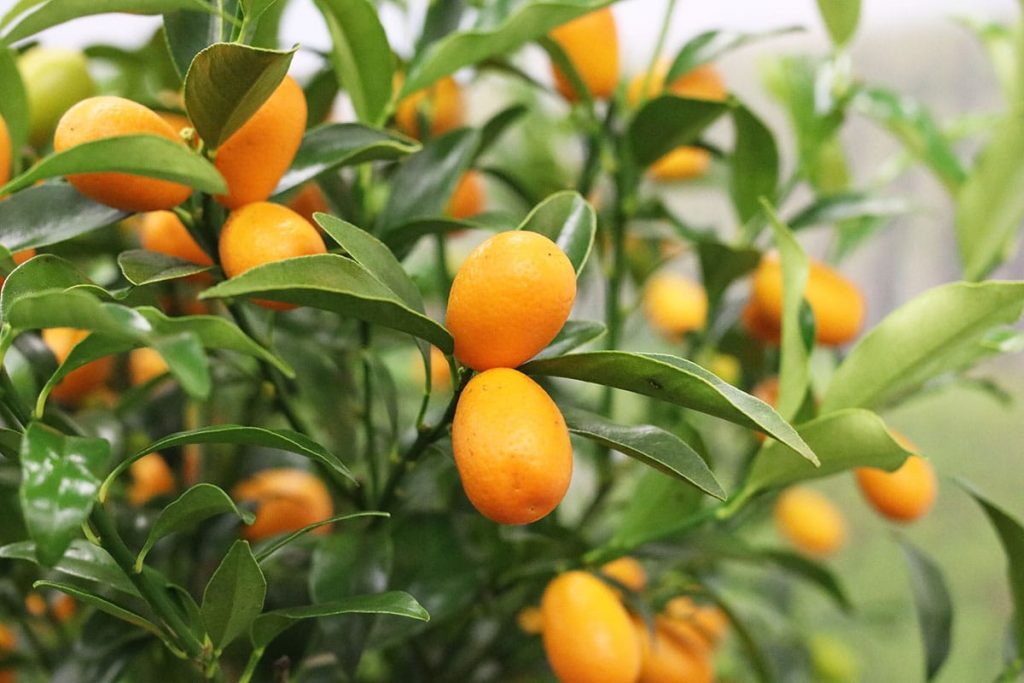 Kumquat