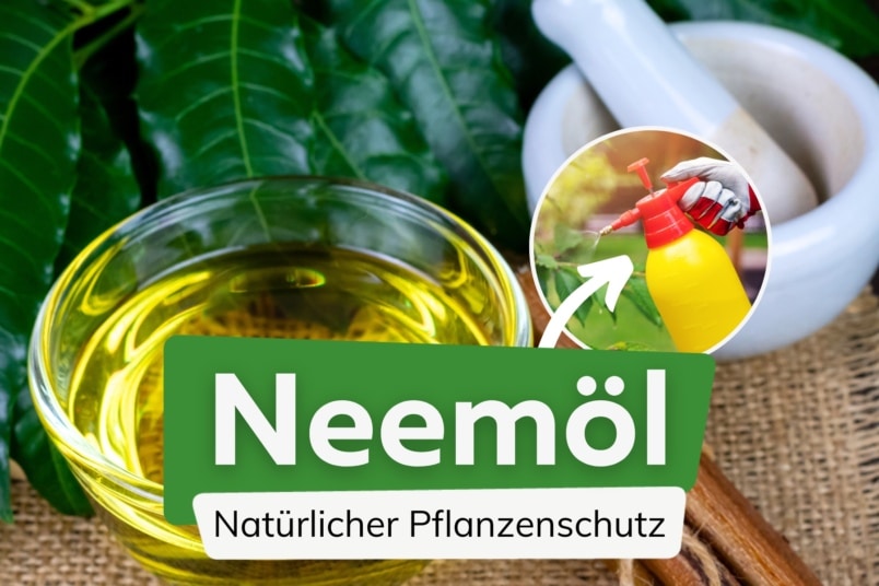 Neemöl: natürlicher Pflanzenschutz gegen Schädlinge