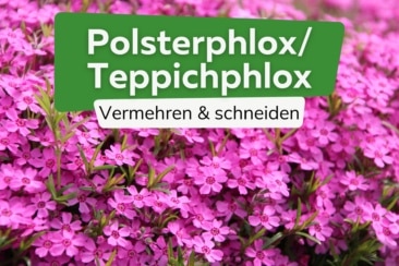 Polsterphlox, Teppichphlox: vermehren & schneiden