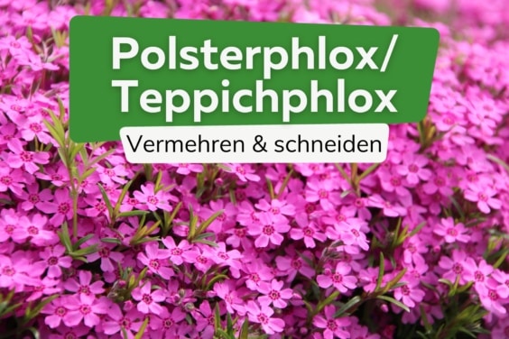 Polsterphlox, Teppichphlox: vermehren & schneiden