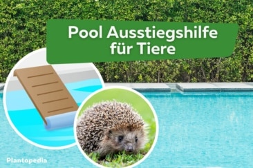 Pool: Ausstiegshilfe für Tiere | Katze, Igel & Co.