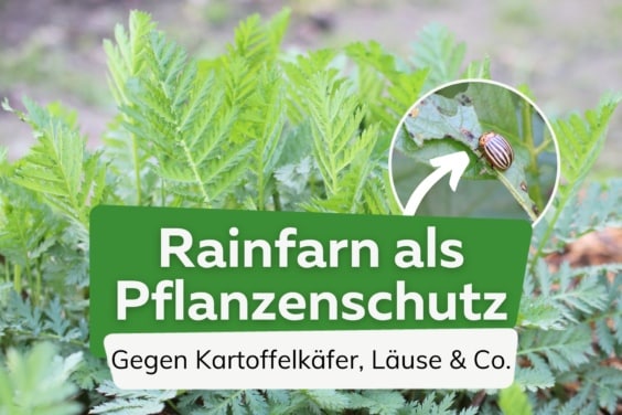 Rainfarn als biologischer Pflanzenschutz: Kartoffelkäfer & Co