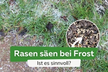 Rasen säen trotz Frost: ist das möglich?