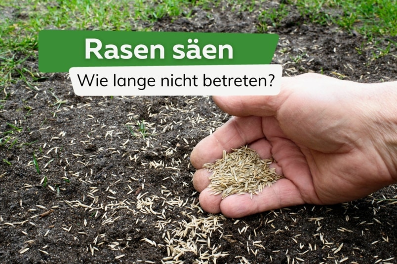 Rasen säen: wie lange nicht betreten?