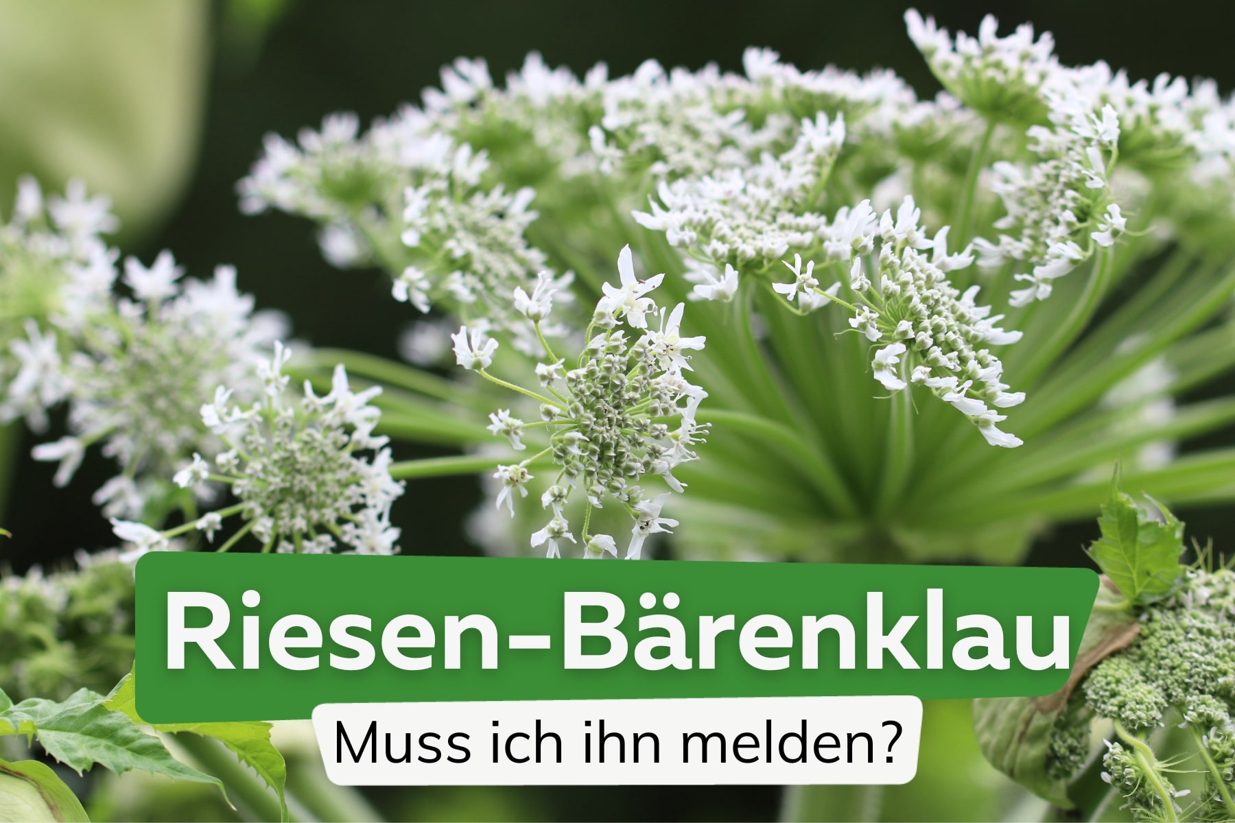 Riesenbärenklau melden: Gilt eine Meldepflicht?