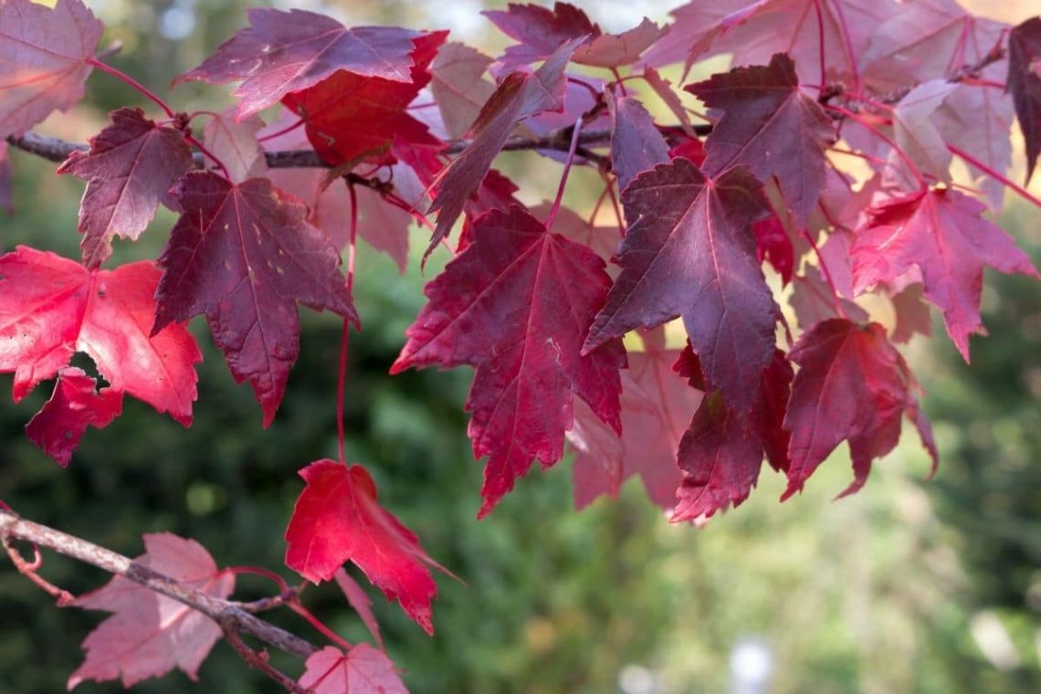 Rotahorn (Acer rubrum)