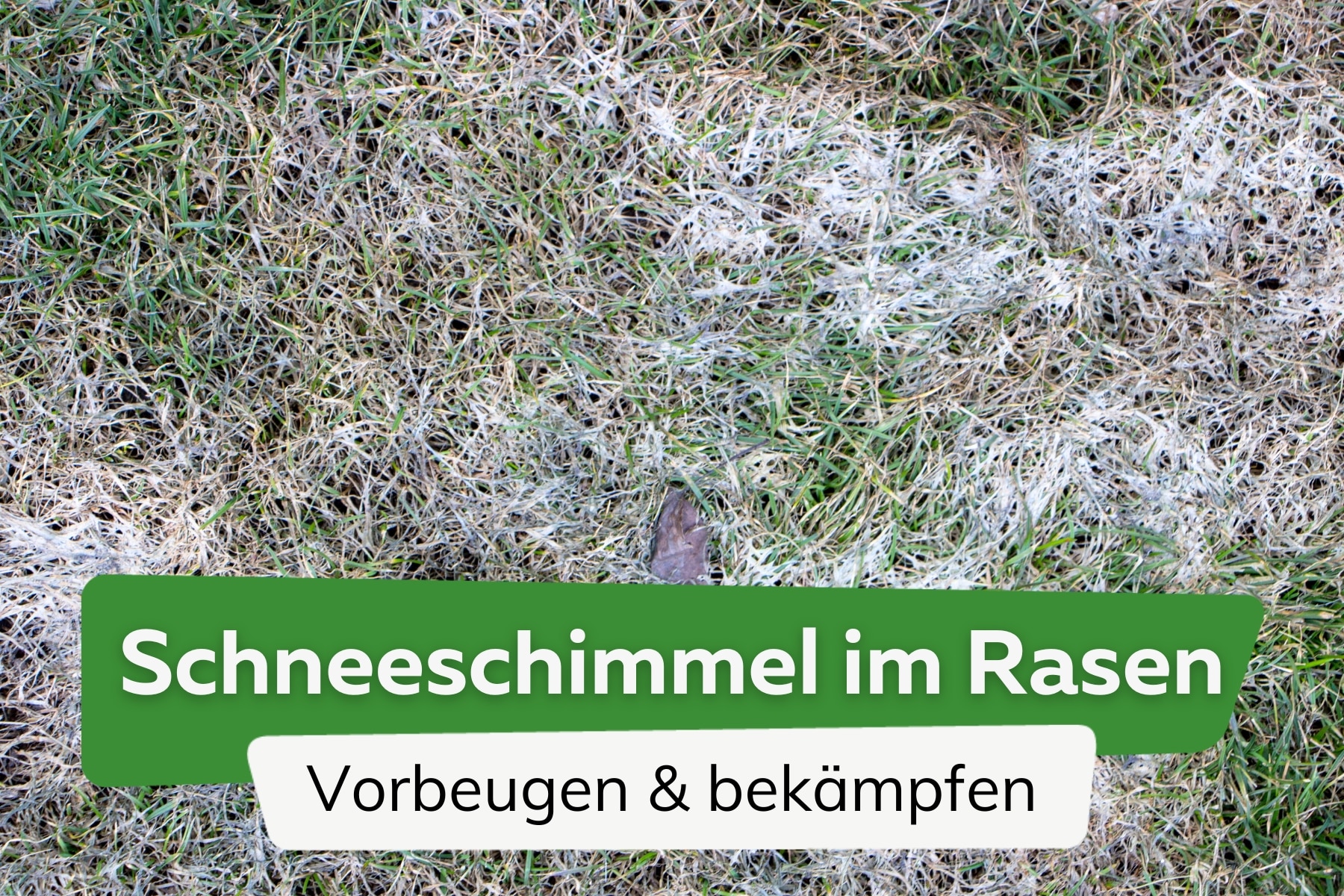 Schneeschimmel im Rasen