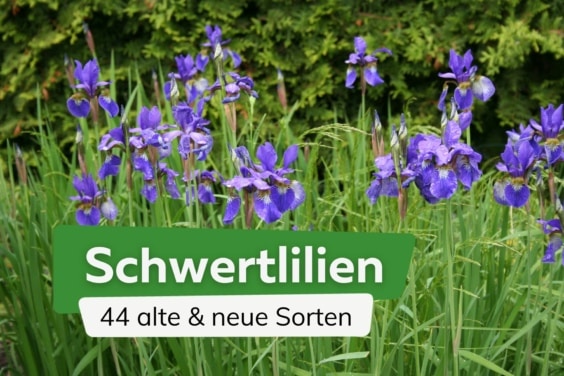 Schwertlilien: 44 alte und neue Iris-Sorten