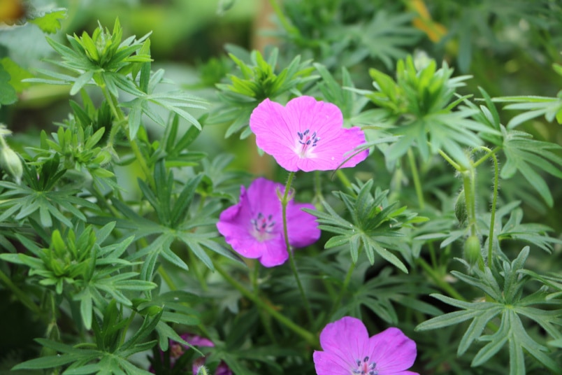 Storchschnabel (Geranium)