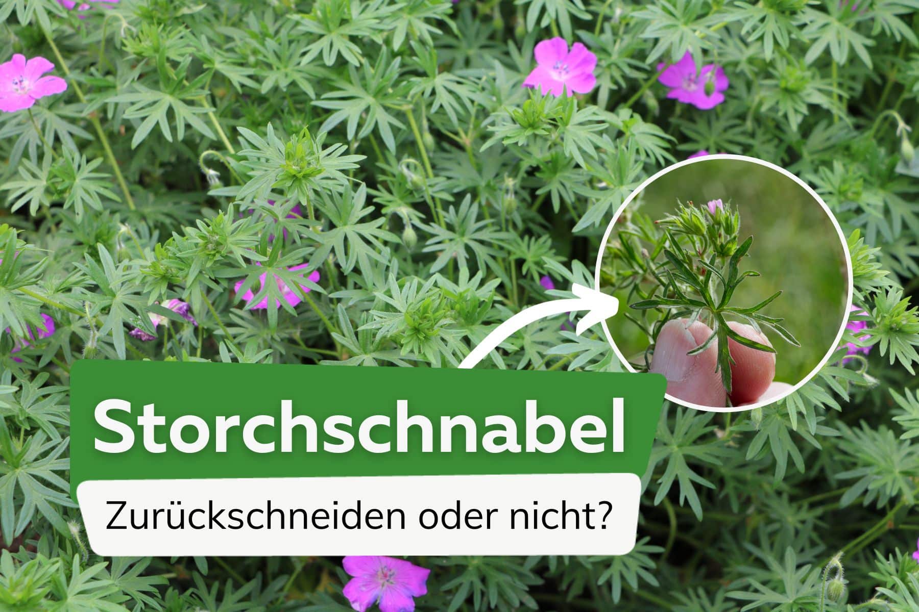 Storchschnabel: zurückschneiden oder nicht?