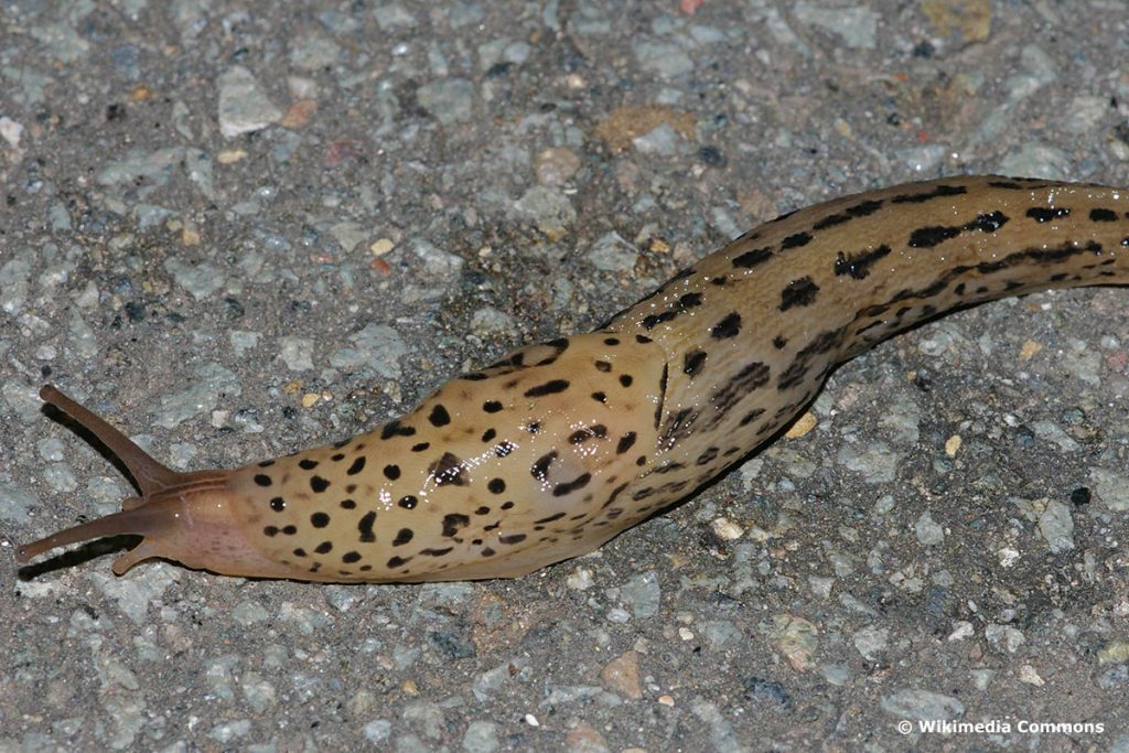 Tigerschnegel (Limax maximus)