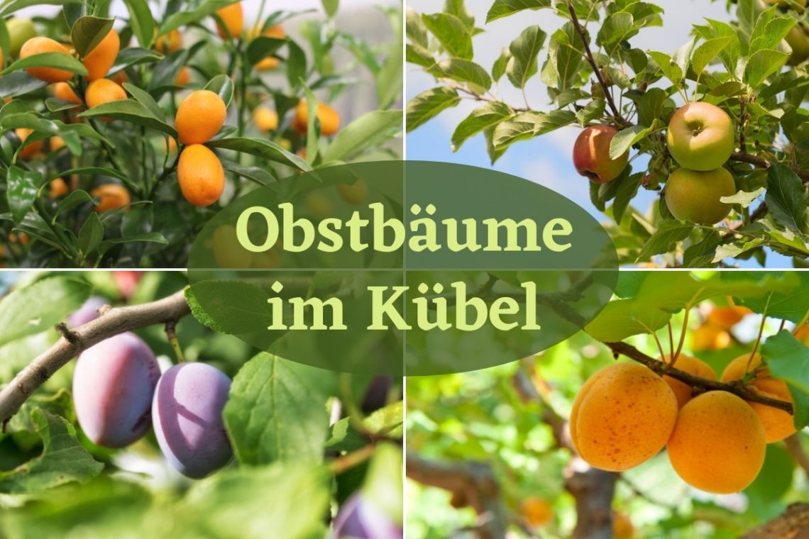 Obstbäume im Kübel -Titel