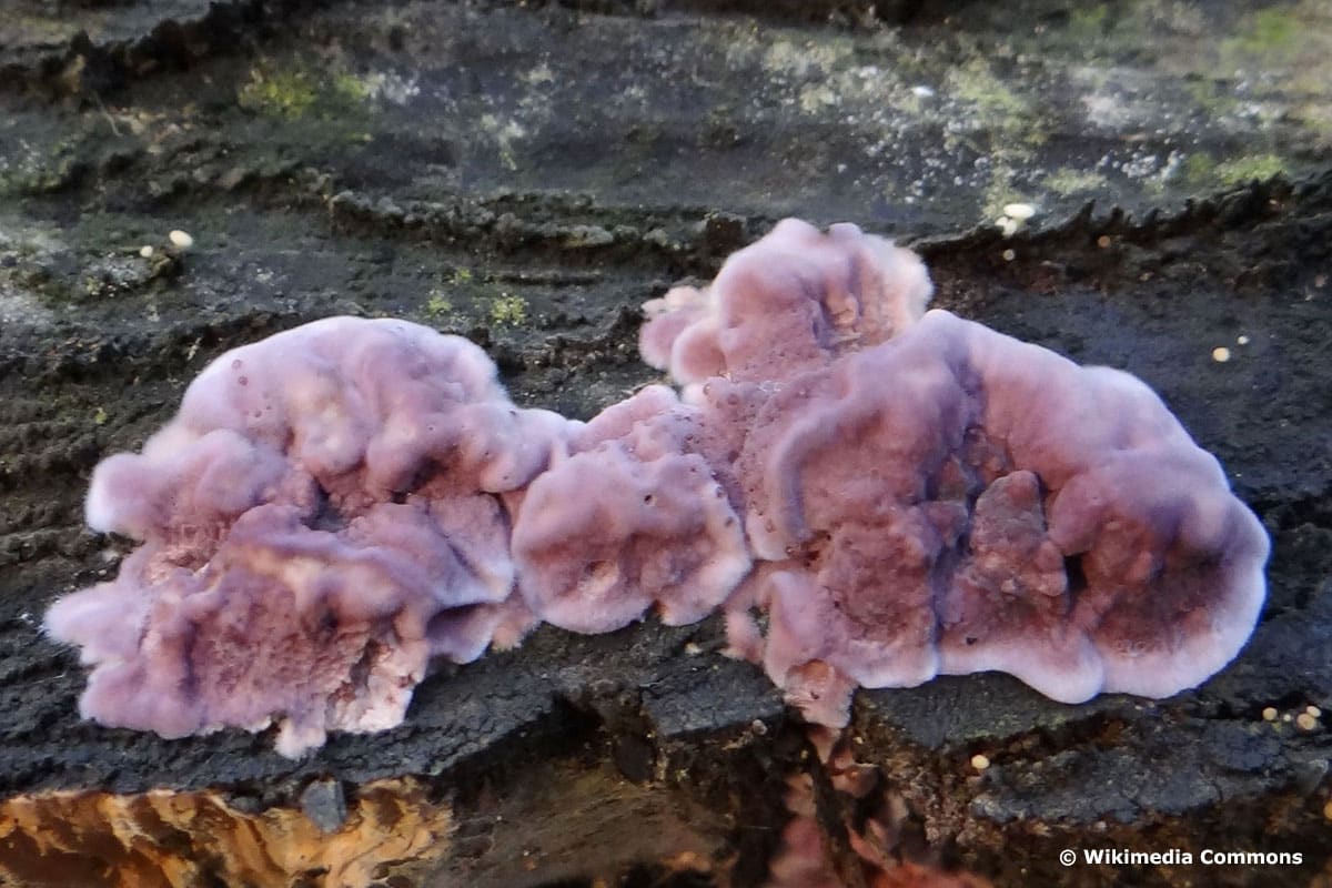 violetten Rindenschichtpilz Stereum purpureum Pers.