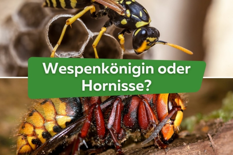 Wespenkönigin oder Hornisse: Unterschied erkennen