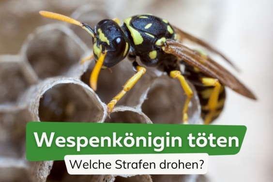 Wespenkönigin töten verboten? Diese Strafen drohen