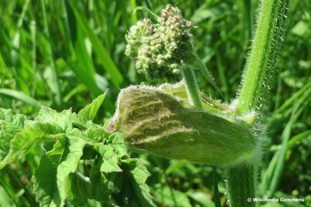 Wiesenbärenklau Stängel