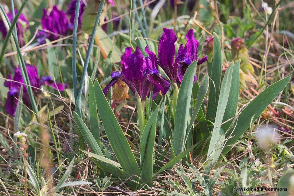 Zwerg-Schwertlilien (Iris pulima)