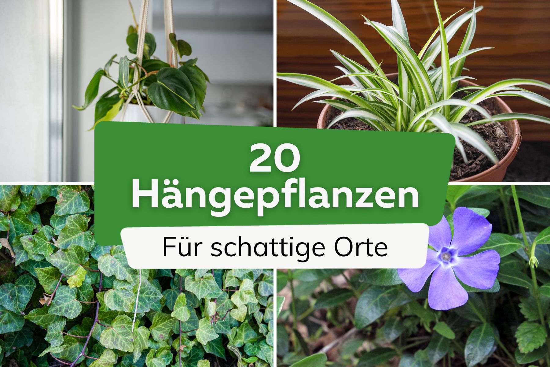 20 Hängepflanzen für schattige Orte | wenig Licht Philodendron, Grünlilie, Efeu und Immergrün