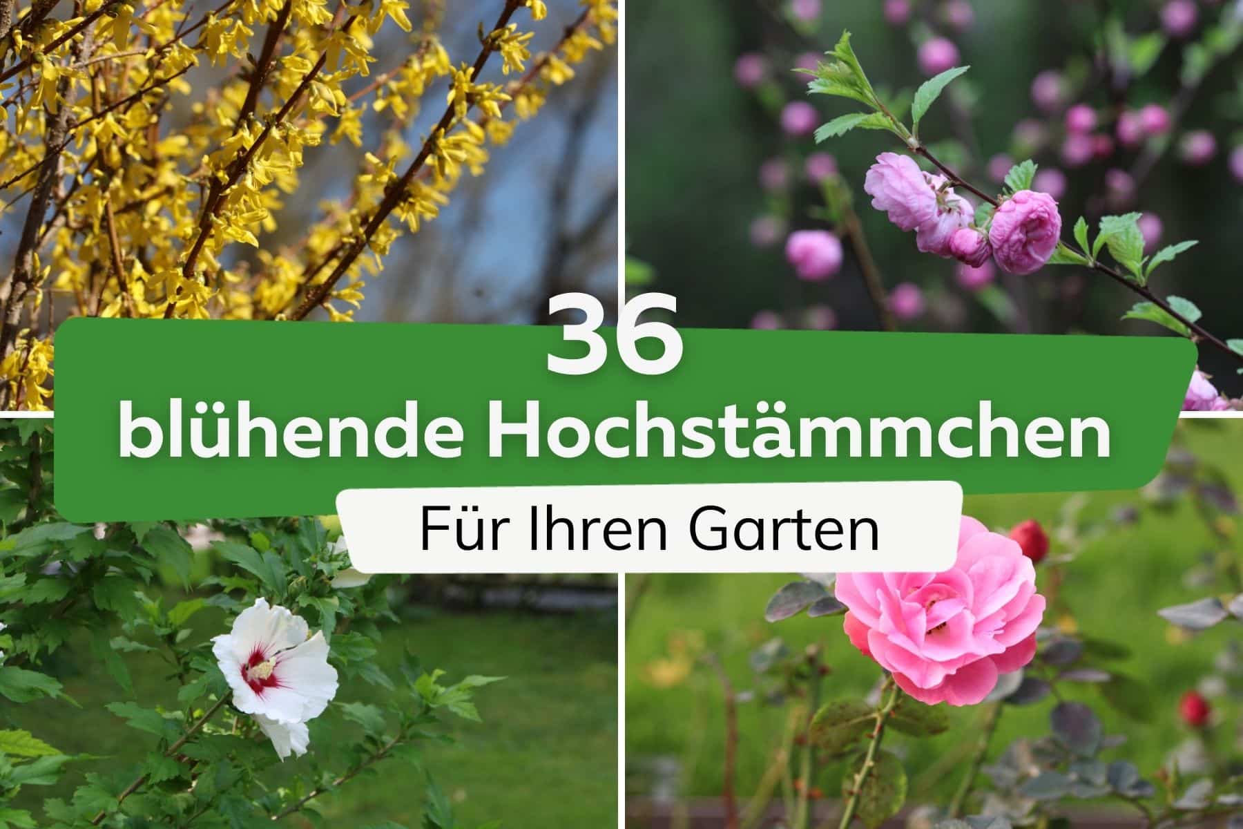 36 blühende Hochstämmchen für den Garten