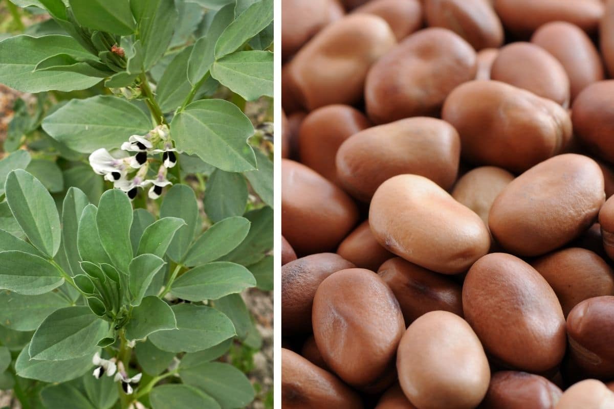 Gemüse mit A: Ackerbohnen (Vicia faba)