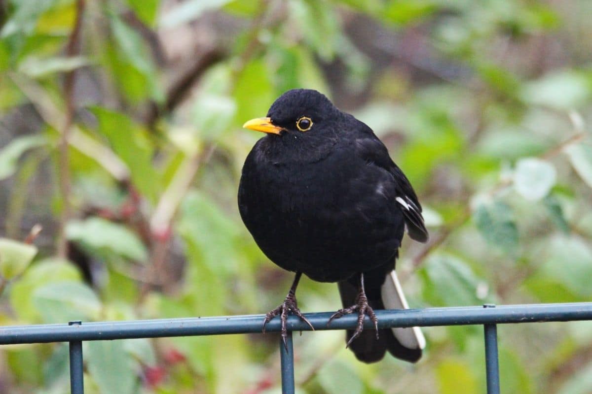 Vogelgesang: Amsel (Turdus merula)