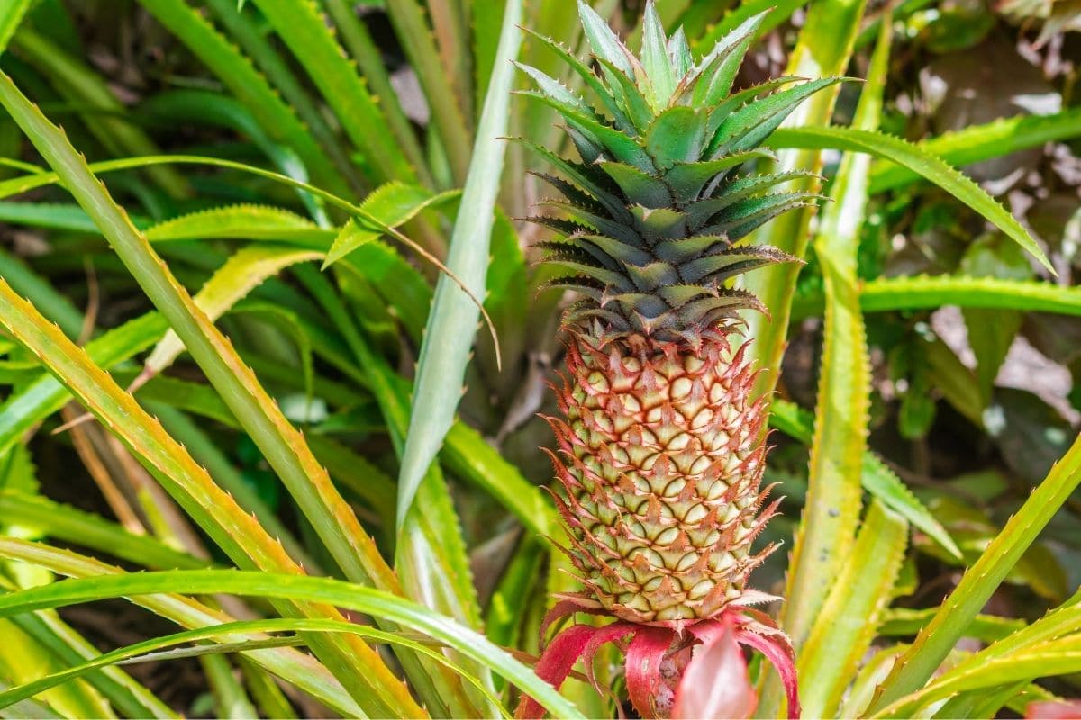 Ananas comosus