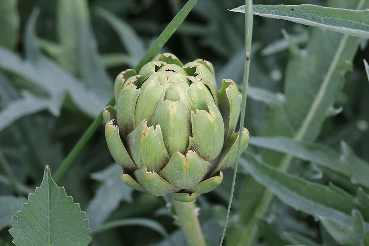 Gemüse mit A: Artischocke ( Cynara cardunculus subsp. scolymus)