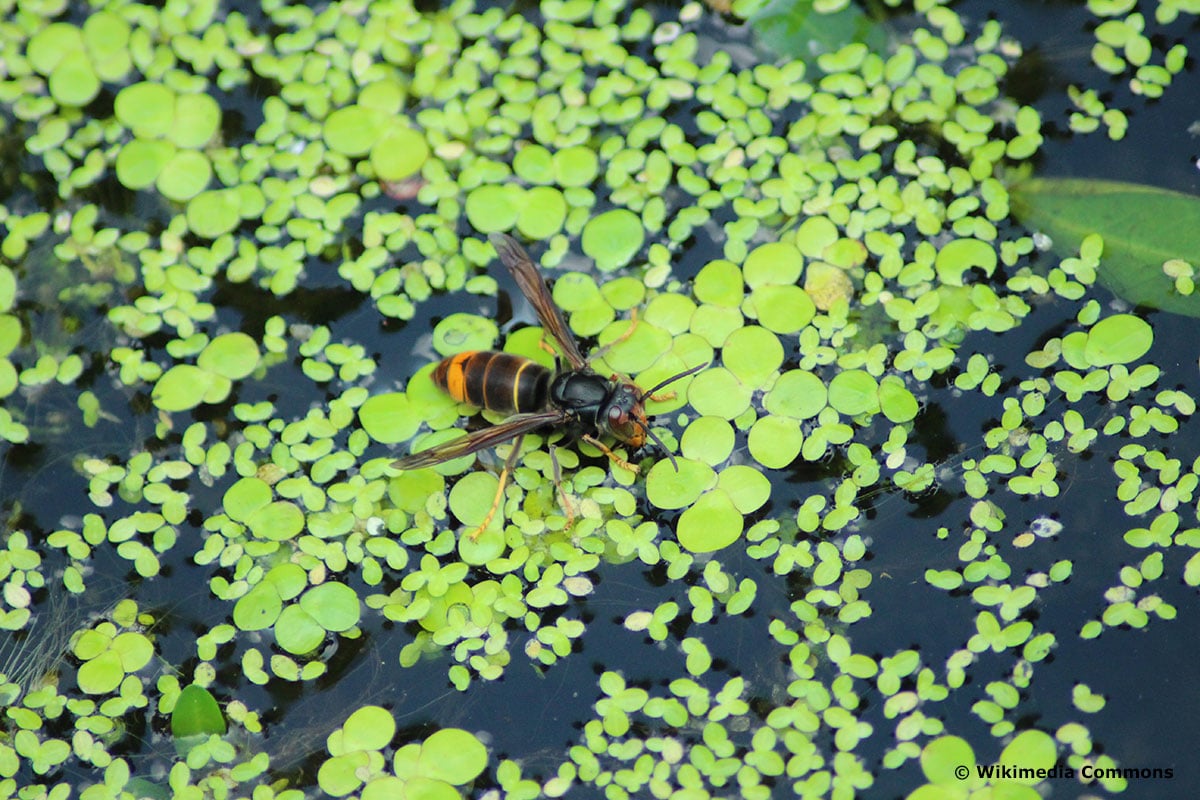 Asiatische Hornisse (Vespa velutina var nigrithorax)