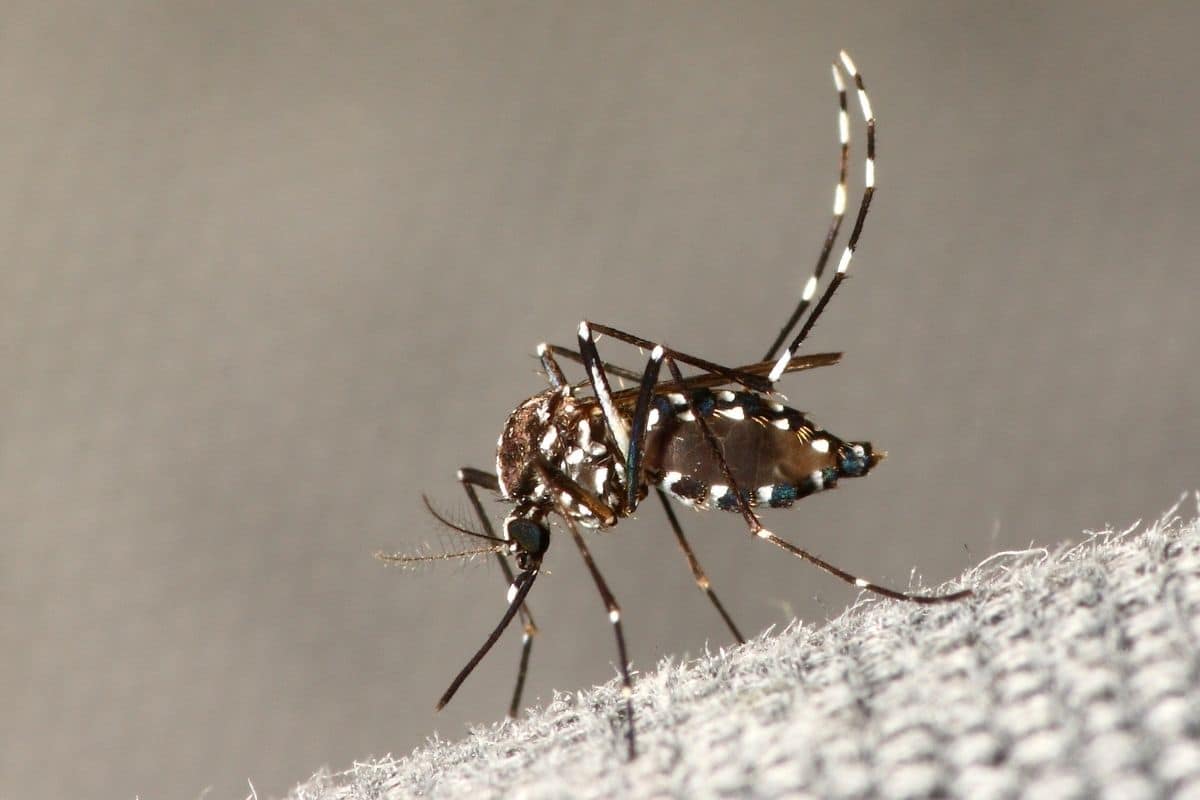 Asiatische Tigermücke (Aedes albopictus)