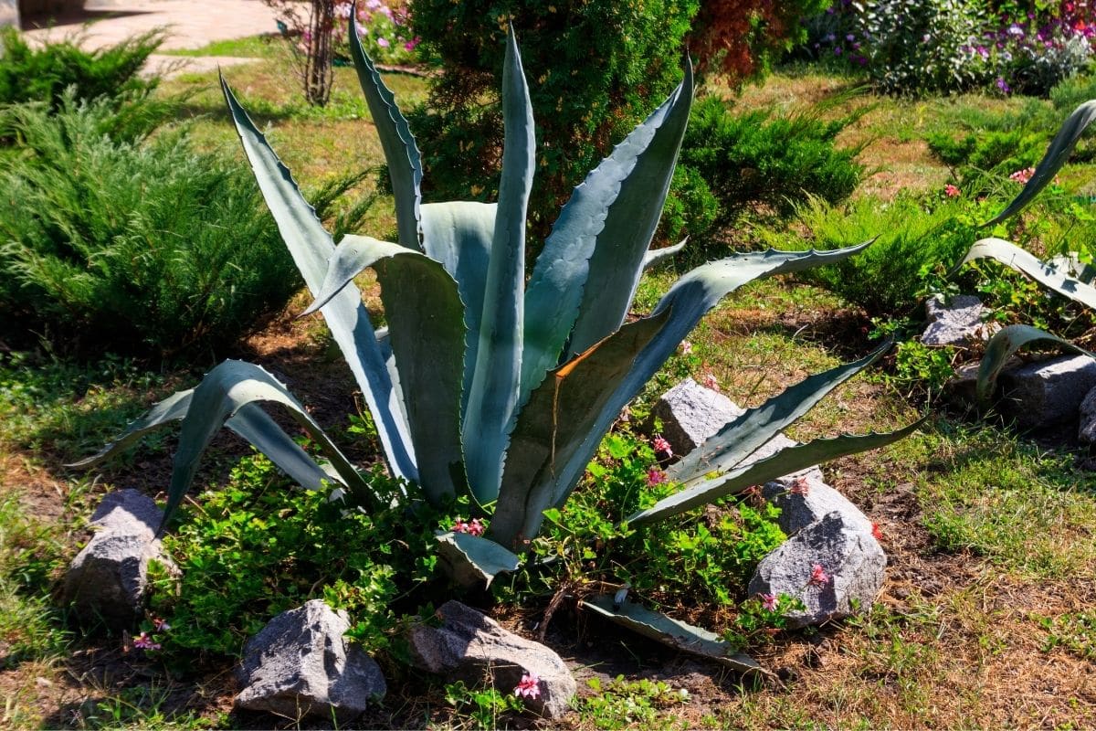 Agave im Garten