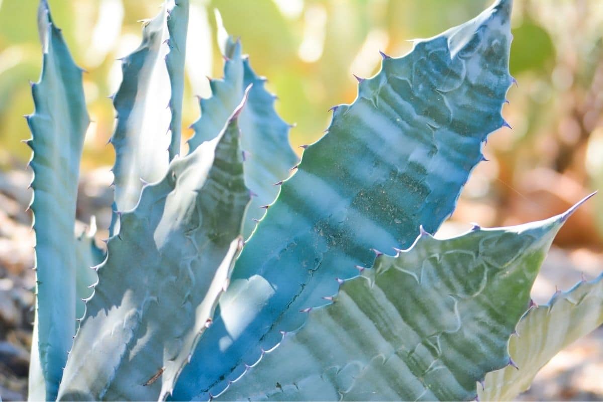 Blaue Agave